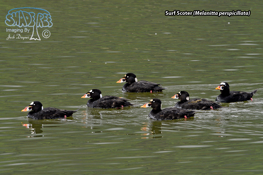 Surf Scoter - Melanitta perspicillata