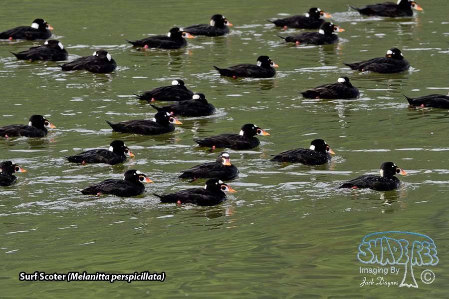 Surf Scoter - Melanitta perspicillata