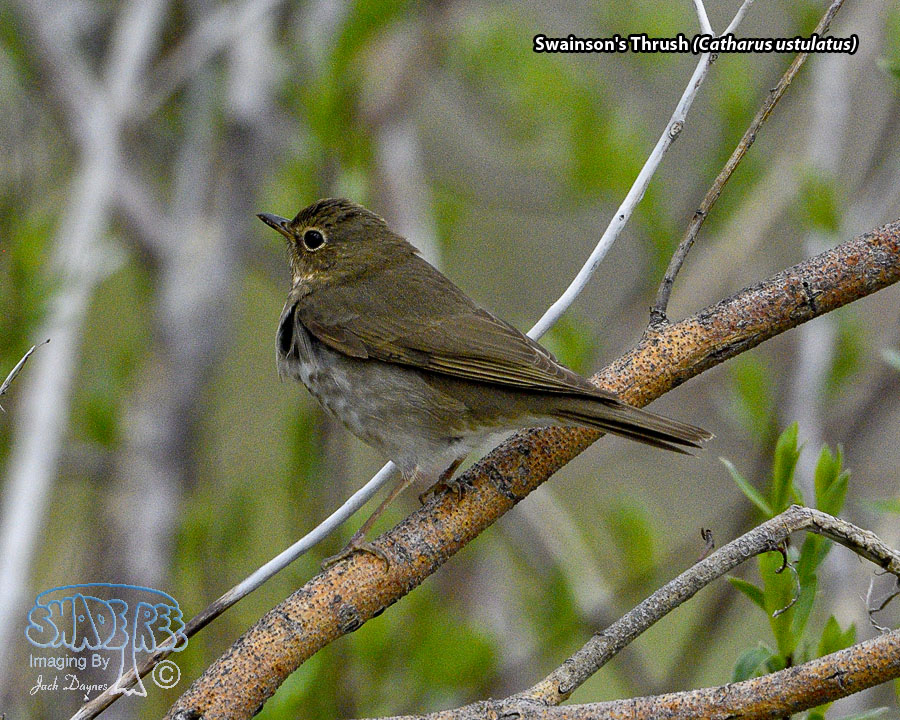 Swainson's Thrush - Catharus ustulatus