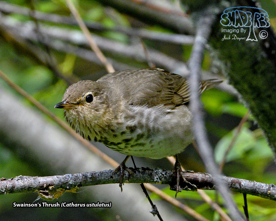 Swainson's Thrush - Catharus ustulatus