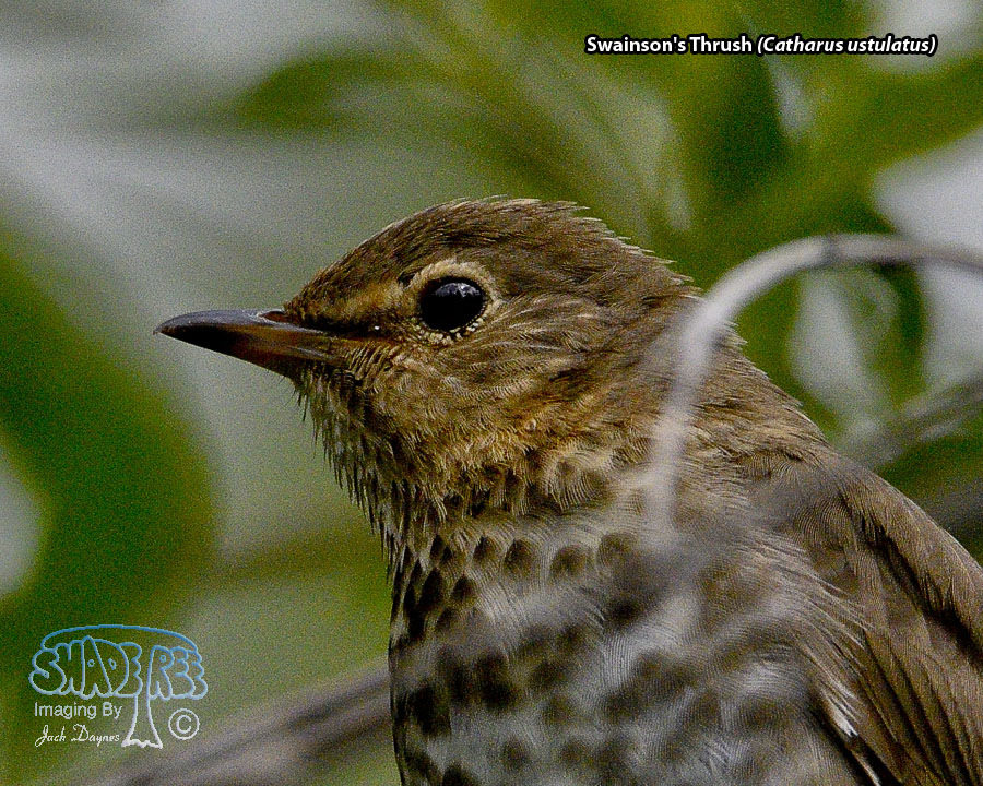 Swainson's Thrush - Catharus ustulatus