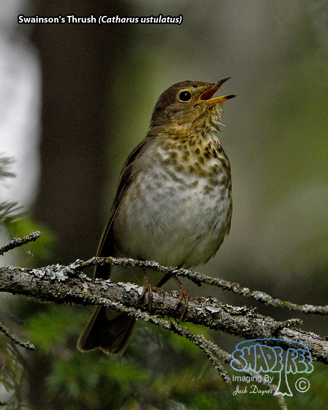 Swainson's Thrush - Catharus ustulatus