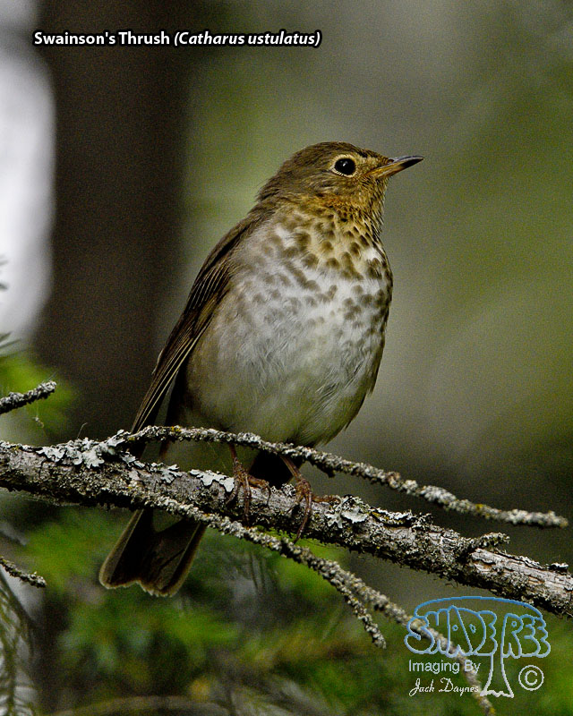 Swainson's Thrush - Catharus ustulatus