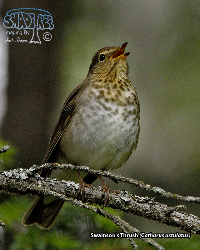 Swainson's Thrush - Catharus ustulatus