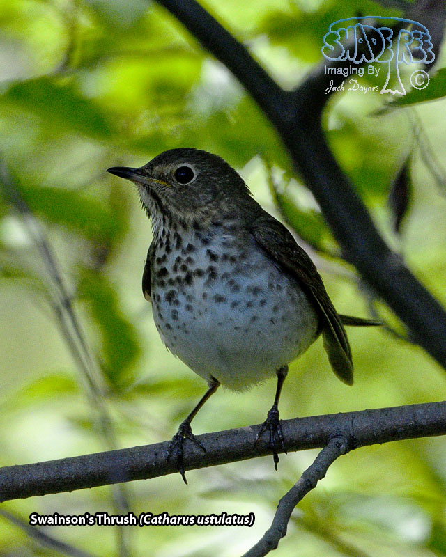 Swainson's Thrush - Catharus ustulatus