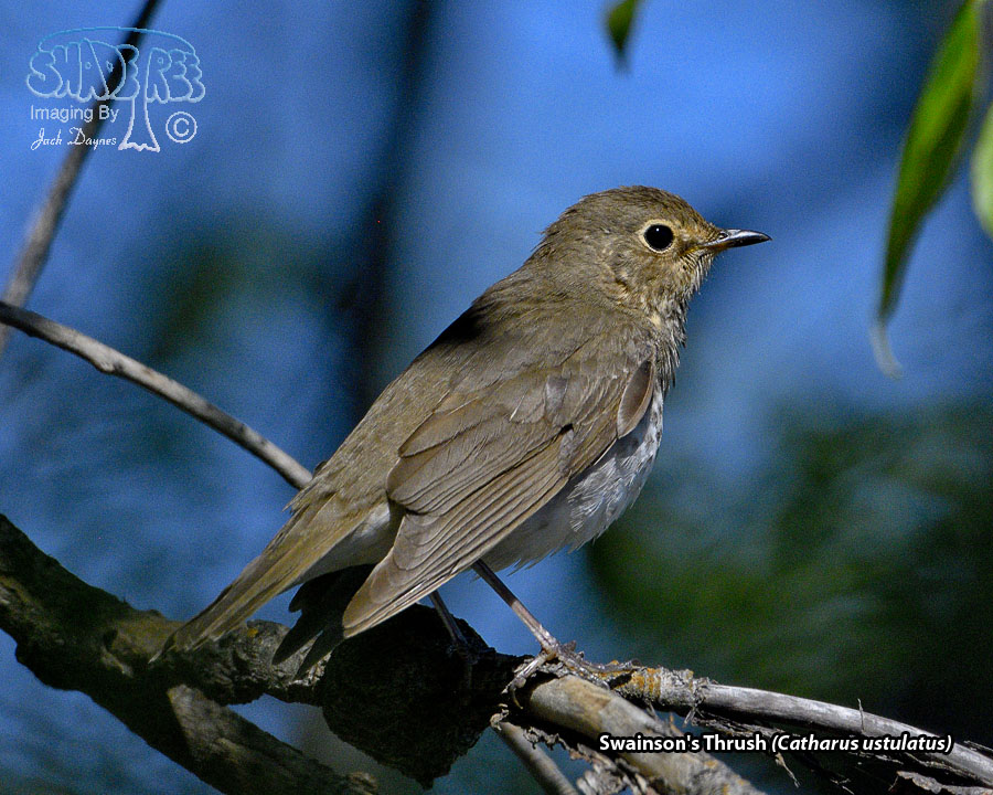 Swainson's Thrush - Catharus ustulatus