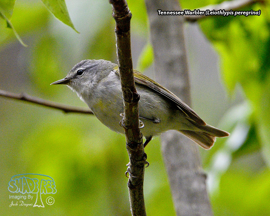 Tennessee Warbler - Leiothlypis peregrina
