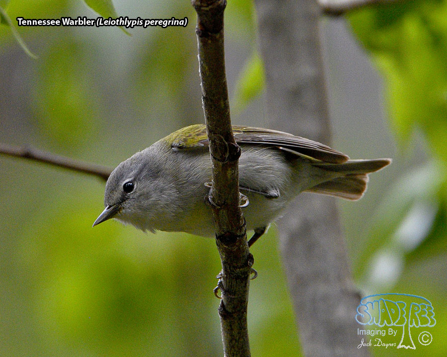 Tennessee Warbler - Leiothlypis peregrina