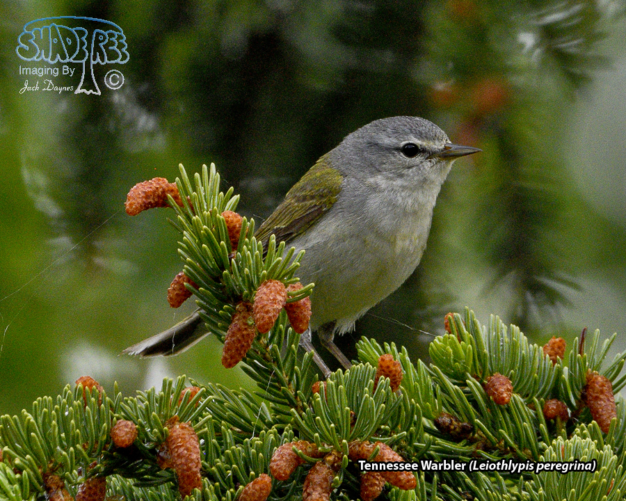 Tennessee Warbler - Leiothlypis peregrina
