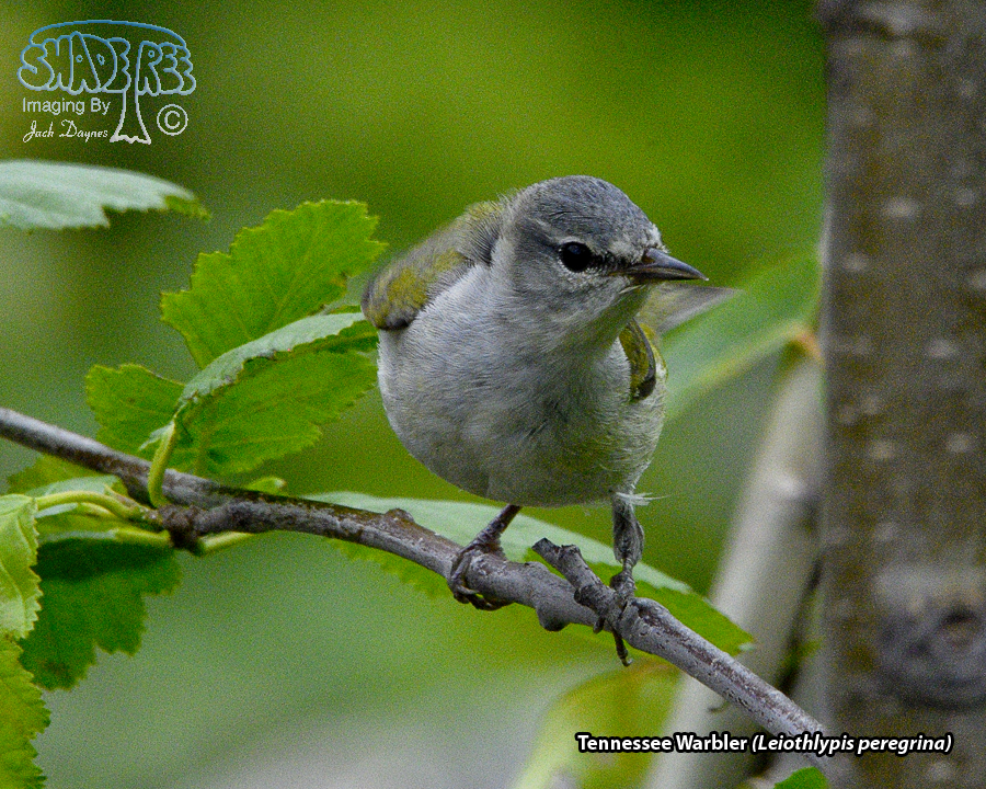 Tennessee Warbler - Leiothlypis peregrina