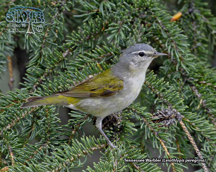 Tennessee Warbler - Leiothlypis peregrina