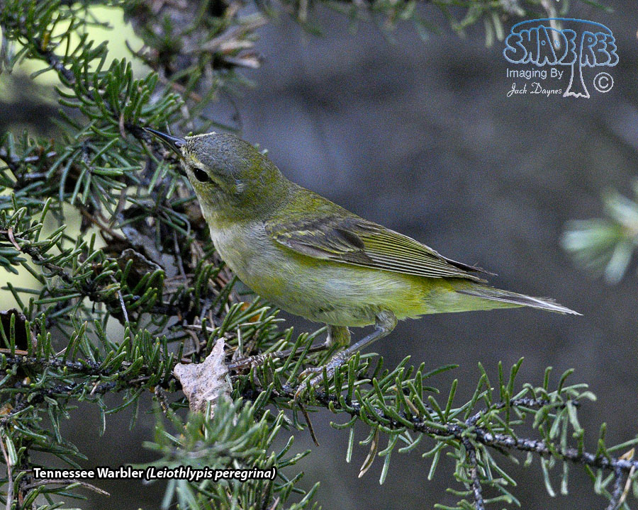 Tennessee Warbler - Leiothlypis peregrina