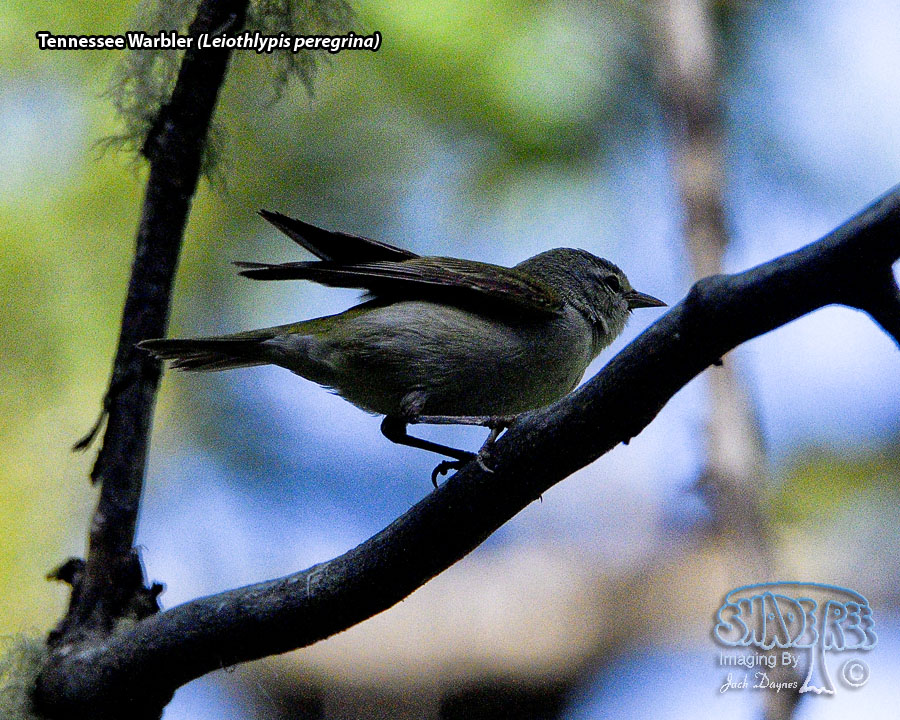 Tennessee Warbler - Leiothlypis peregrina