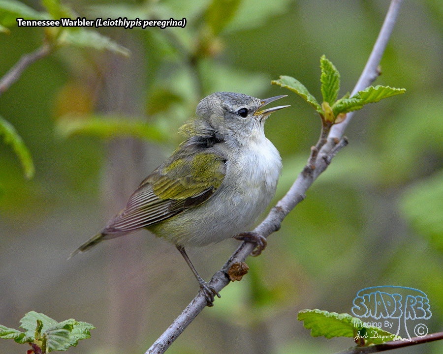 Tennessee Warbler - Leiothlypis peregrina