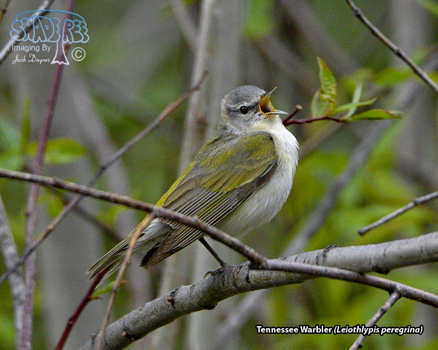 Tennessee Warbler - Leiothlypis peregrina