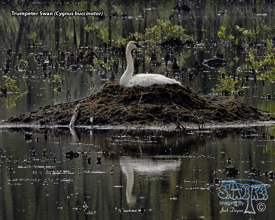Trumpeter Swan - Cygnus buccinator