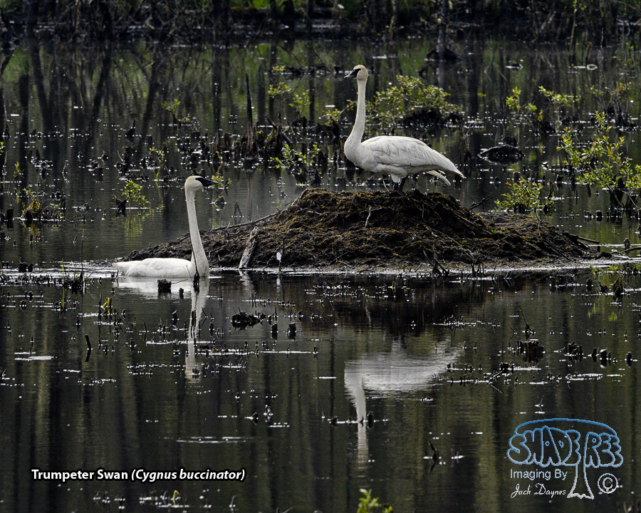 Trumpeter Swan - Cygnus buccinator