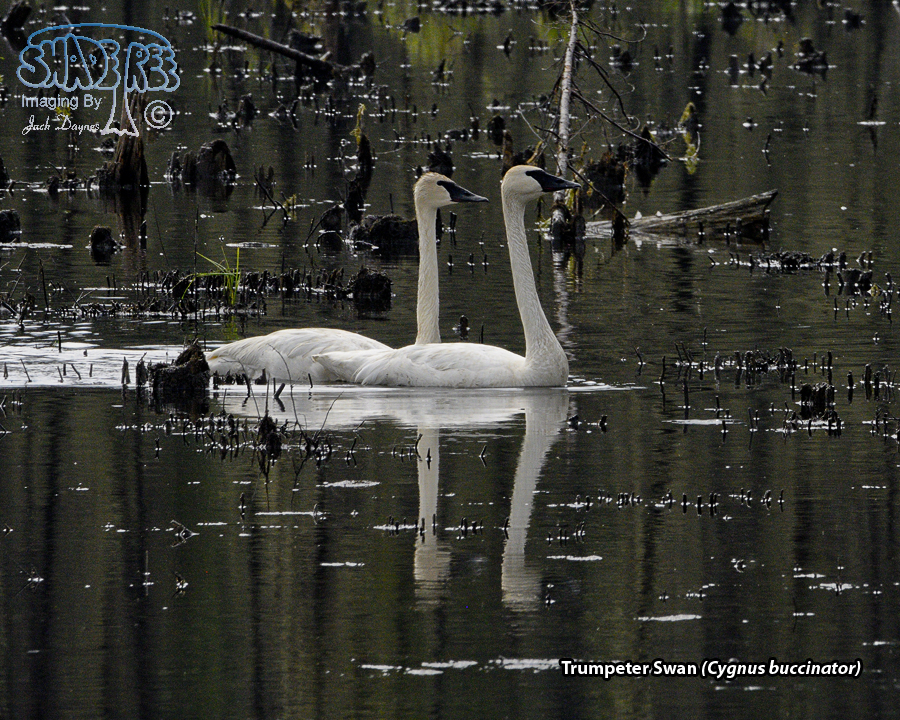 Trumpeter Swan - Cygnus buccinator