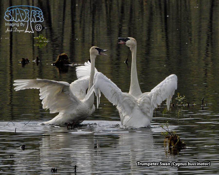 Trumpeter Swan - Cygnus buccinator