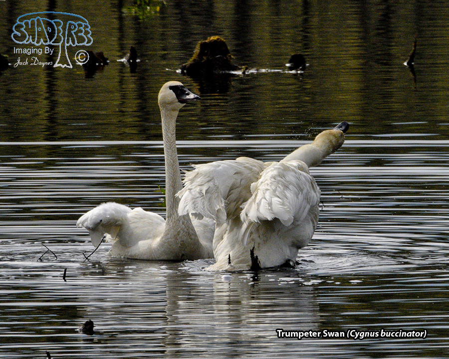 Trumpeter Swan - Cygnus buccinator