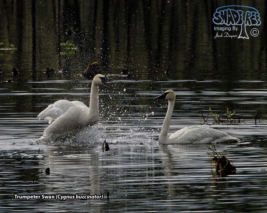 Trumpeter Swan - Cygnus buccinator
