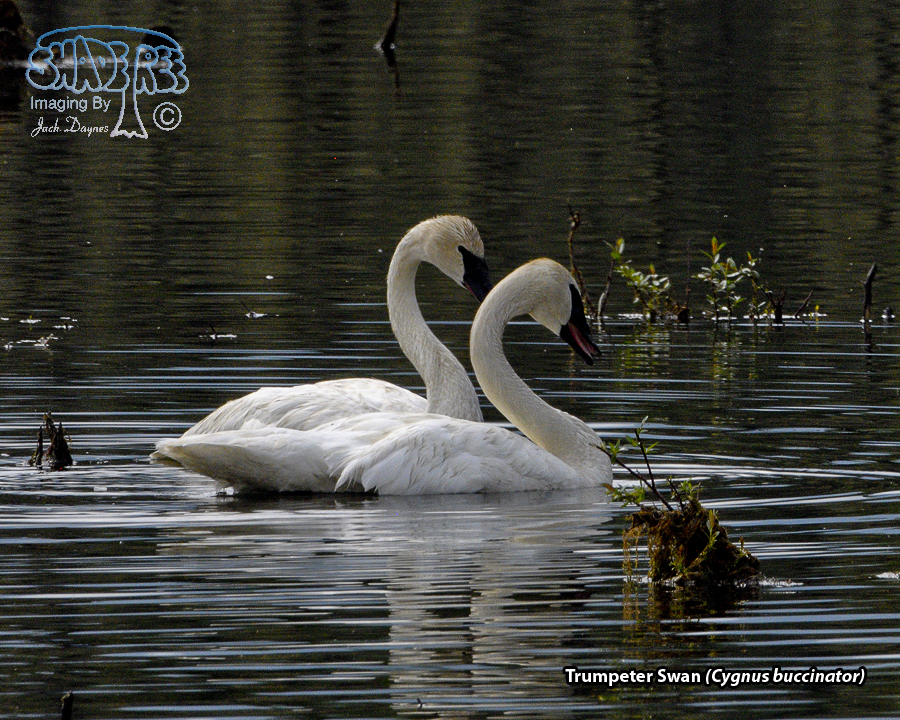 Trumpeter Swan - Cygnus buccinator