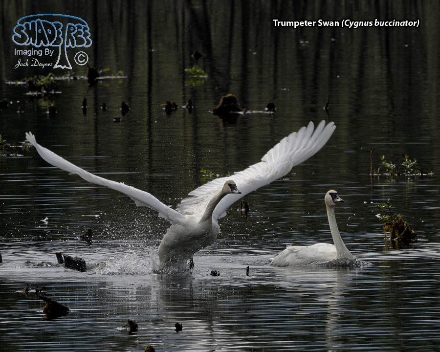 Trumpeter Swan - Cygnus buccinator