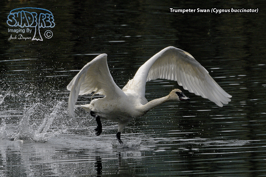 Trumpeter Swan - Cygnus buccinator