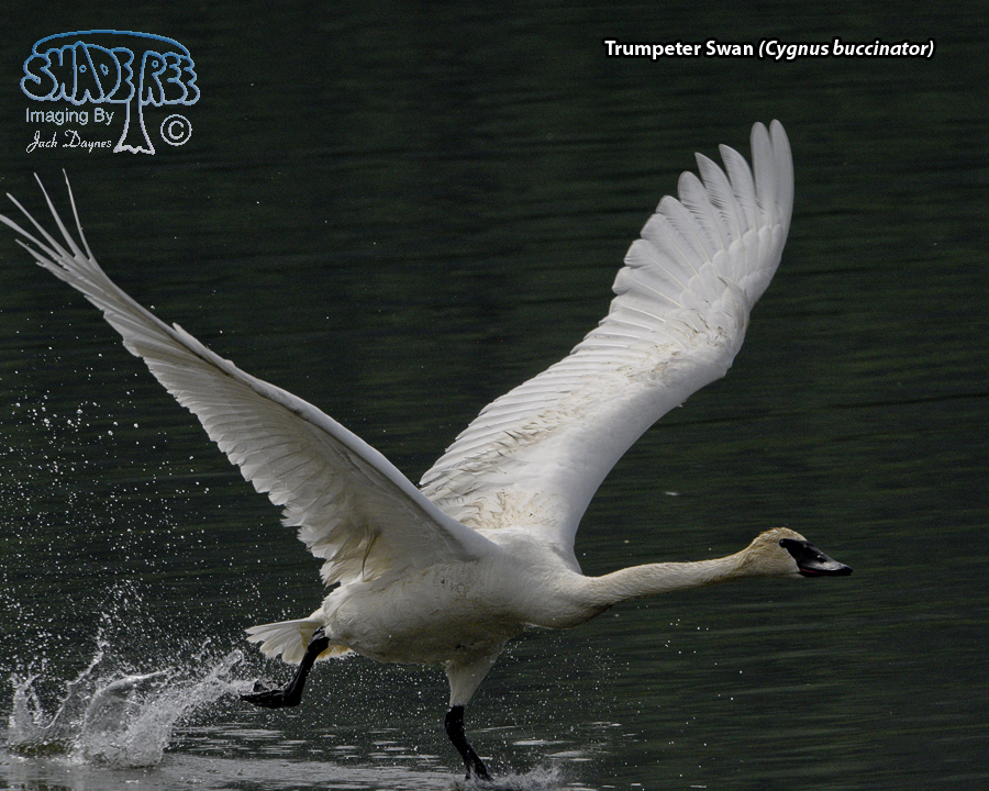 Trumpeter Swan - Cygnus buccinator