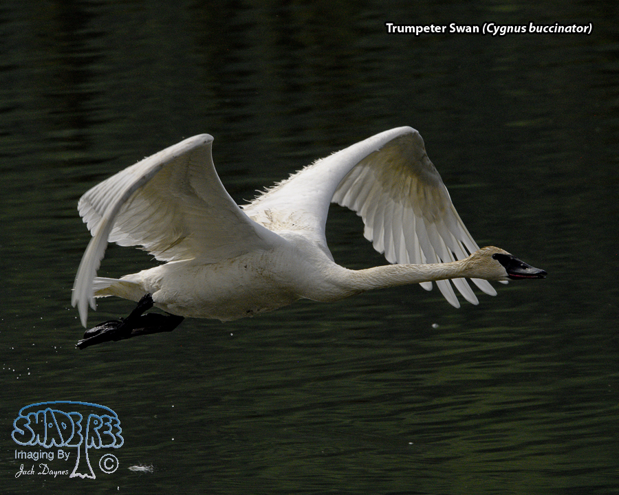 Trumpeter Swan - Cygnus buccinator
