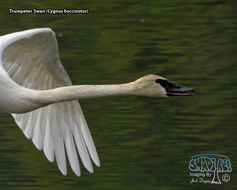 Trumpeter Swan - Cygnus buccinator