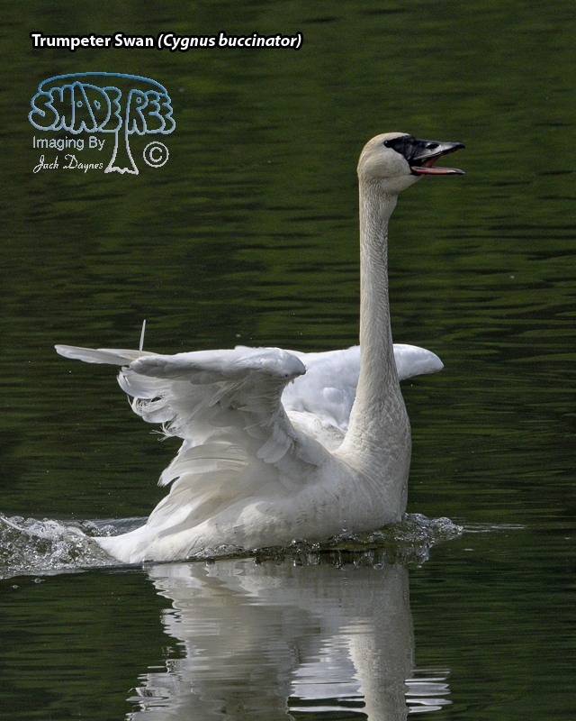 Trumpeter Swan - Cygnus buccinator