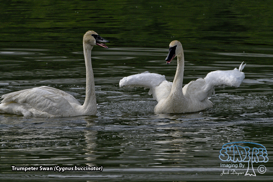 Trumpeter Swan - Cygnus buccinator