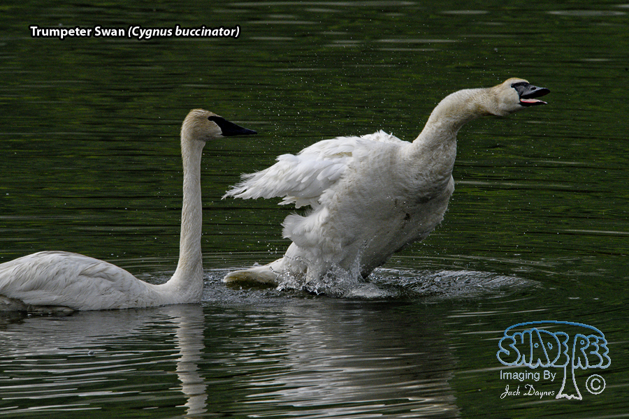 Trumpeter Swan - Cygnus buccinator