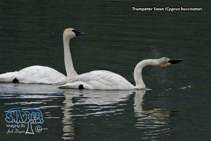 Trumpeter Swan - Cygnus buccinator