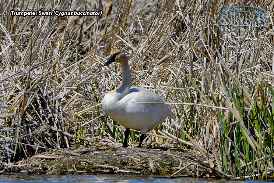 Trumpeter Swan - Cygnus buccinator