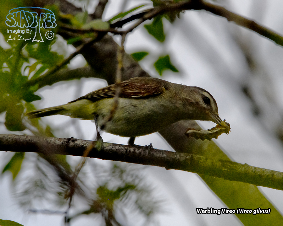 Warbling Vireo - Vireo gilvus