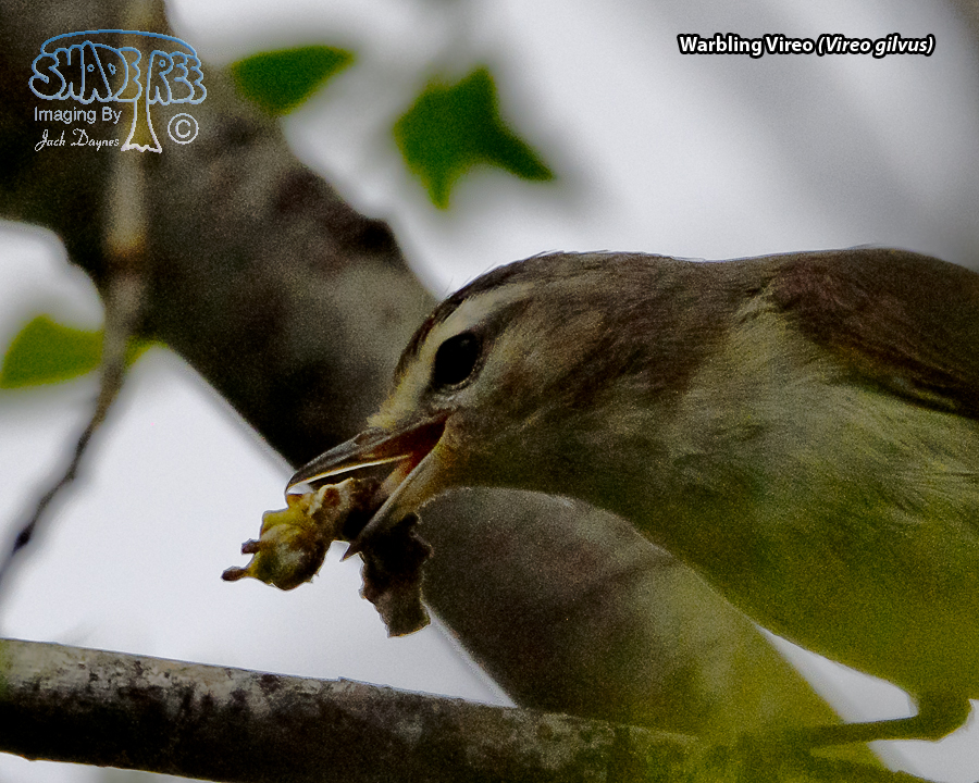 Warbling Vireo - Vireo gilvus
