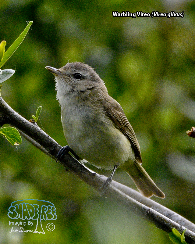 Warbling Vireo - Vireo gilvus