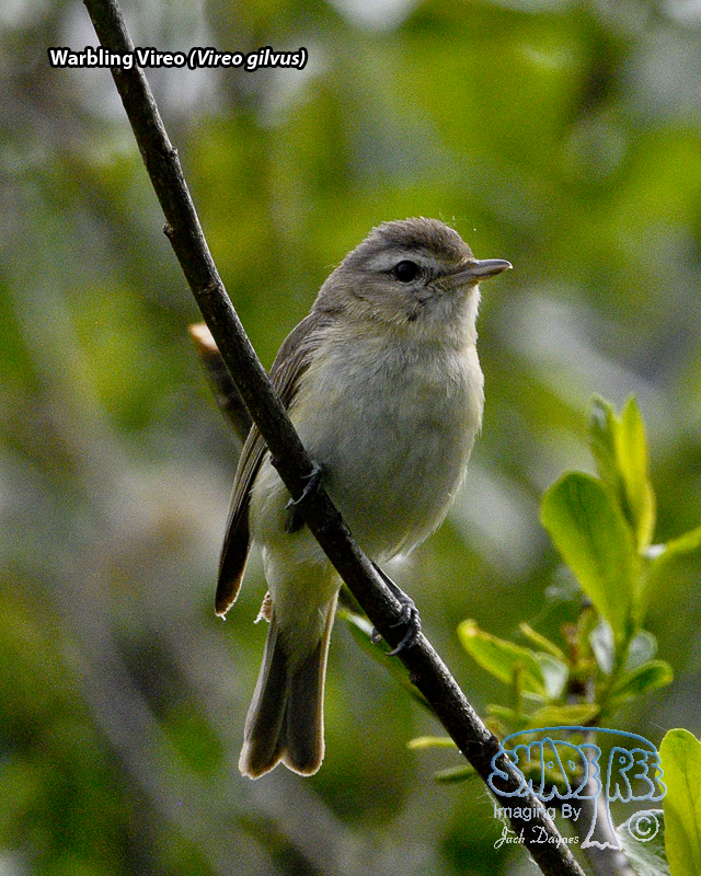 Warbling Vireo - Vireo gilvus