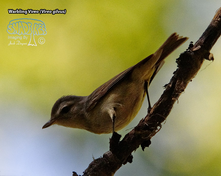 Warbling Vireo - Vireo gilvus