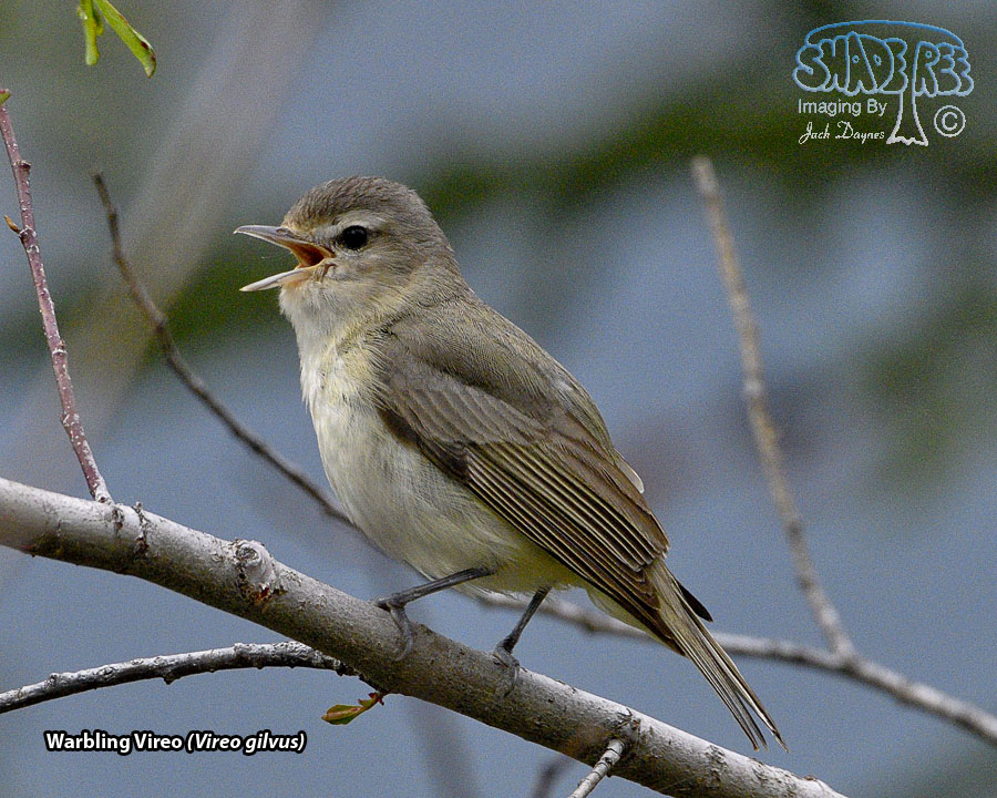 Warbling Vireo - Vireo gilvus