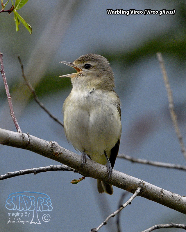 Warbling Vireo - Vireo gilvus