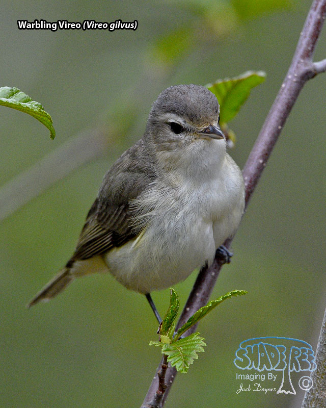 Warbling Vireo - Vireo gilvus