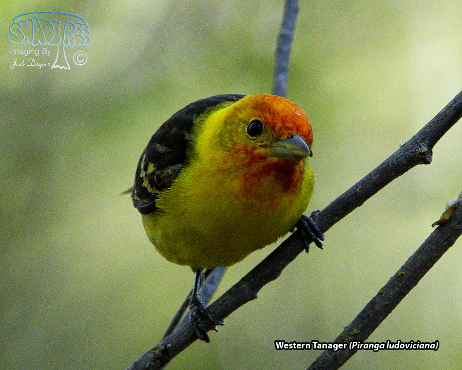 Western Tanager - Piranga ludoviciana