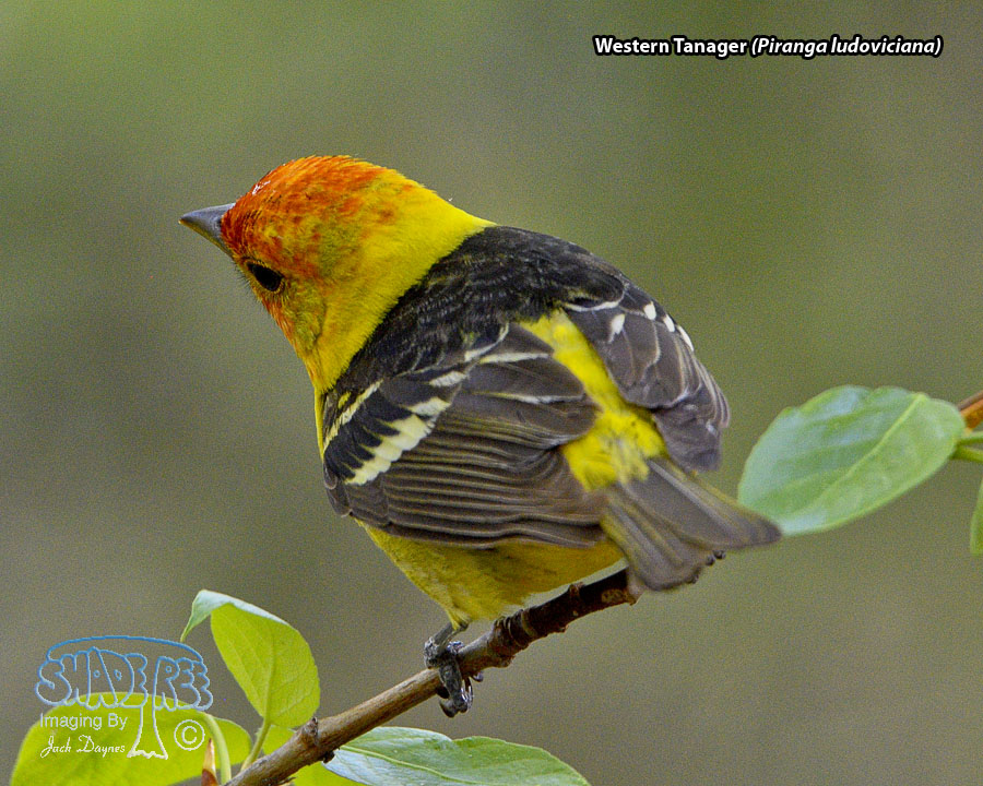 Western Tanager - Piranga ludoviciana