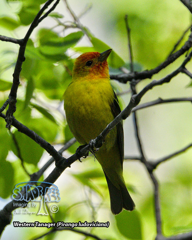 Western Tanager - Piranga ludoviciana