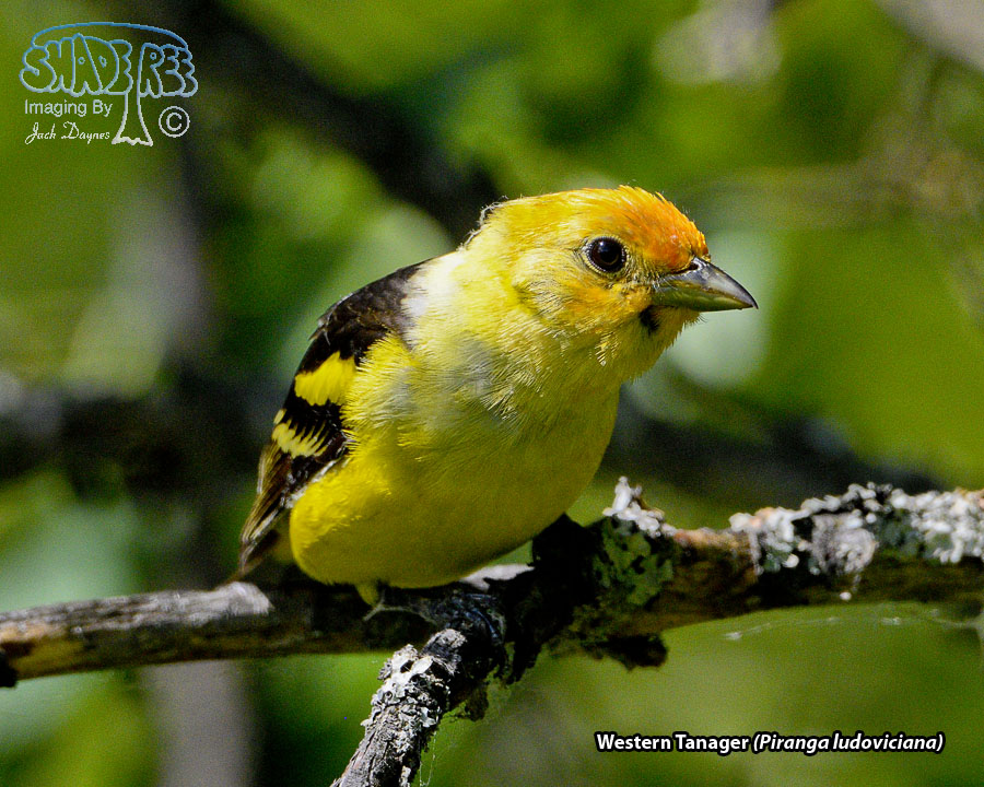 Western Tanager - Piranga ludoviciana