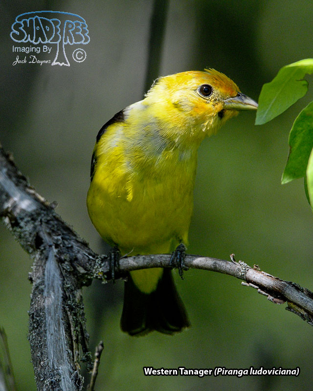 Western Tanager - Piranga ludoviciana