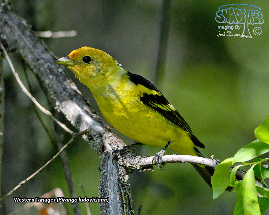 Western Tanager - Piranga ludoviciana